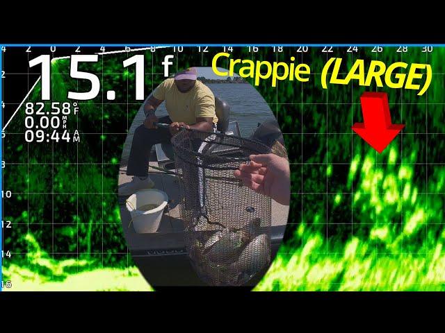 SUMMER CRAPPIE FISHING!! LiveScope + Brushpiles!!