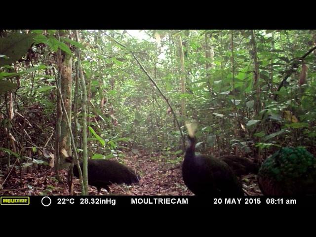 Congo peacock