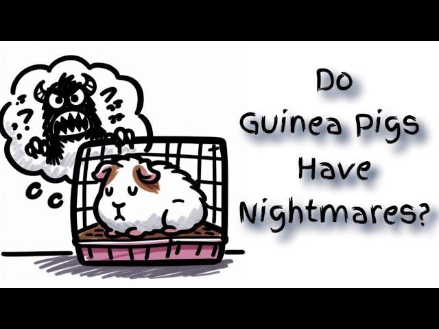 Do Guinea Pigs Have Nightmares?