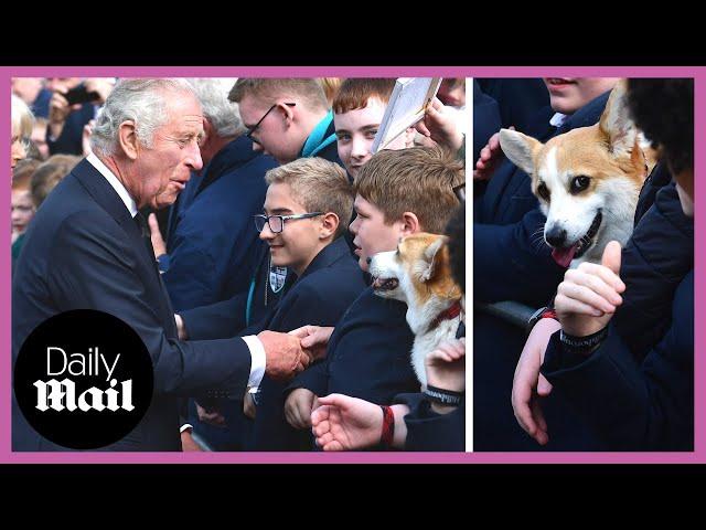 King Charles III delighted to meet cute corgi on Belfast walkabout