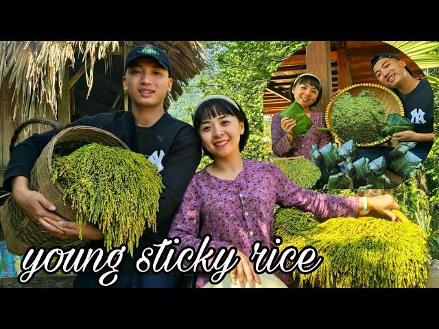 The Taste of Tradition: Tuan & Hang Harvest Young Rice and Create Sweet Delicacies! SUNG A PAO