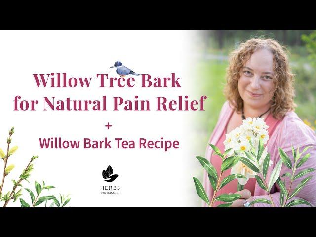 Willow Tree Bark for Natural Pain Relief + Willow Bark Tea Recipe