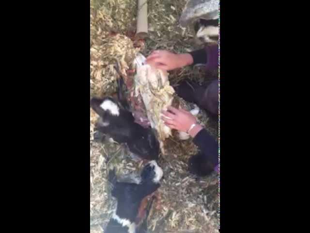 Sweet Meadow Farm: Warning Graphic, Milly the Goat giving birth