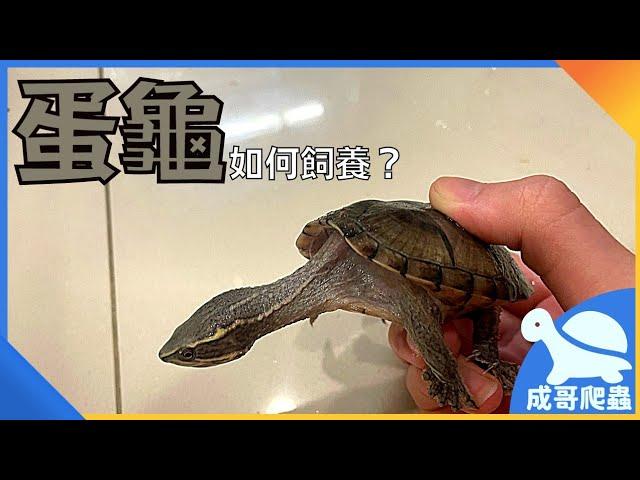 《寵物飼養教學》如何飼養「蛋龜」丨什麼是蛋龜？蛋龜的定義是什麼？蛋龜該如何飼養？丨成哥Chenge