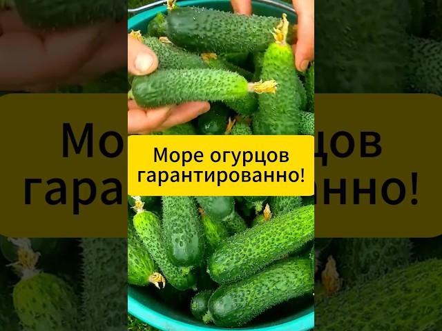 Море огурцов гарантированно! #огород #дача #советы #огурцы #огурцывтеплице #подкормка #удобрения