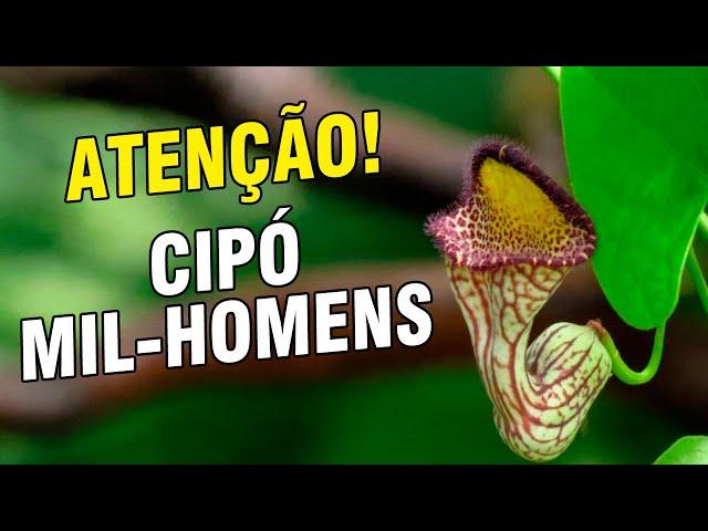 Cipó Mil Homens causa Câncer | Peter Liu