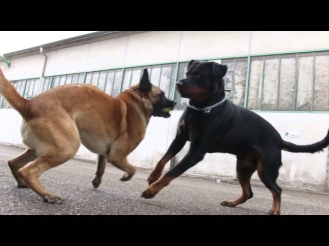 Rottweiler Vs Berger Belge Malinois