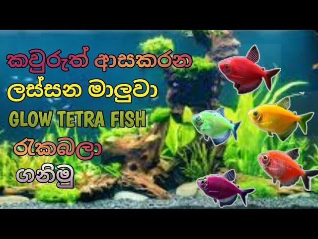 Glow Tetra Fish Care in Sinhala