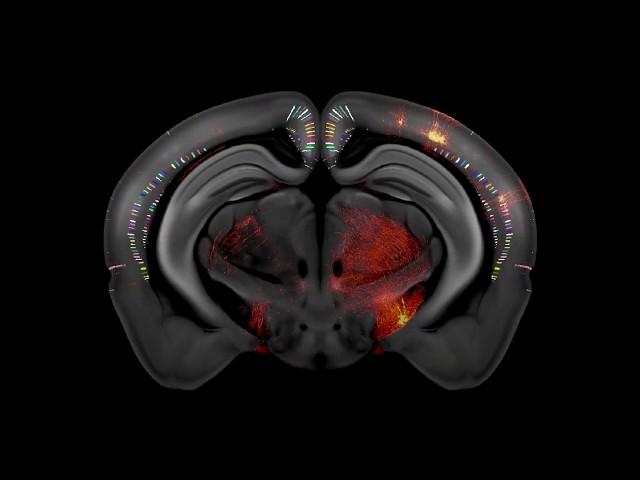 Allen Institute fine-tunes its 3-D mouse brain atlas