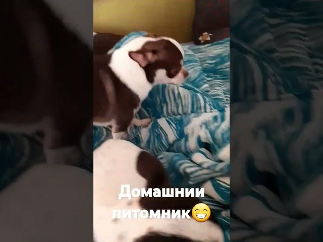 Домашнии питомник Мили Ванили!