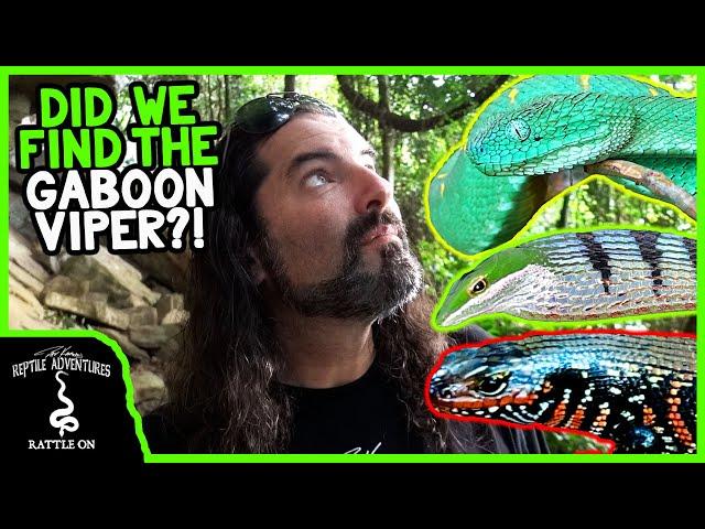 SEARCHING FOR THE BIGGEST, DEADLIEST SNAKE IN AFRICA!