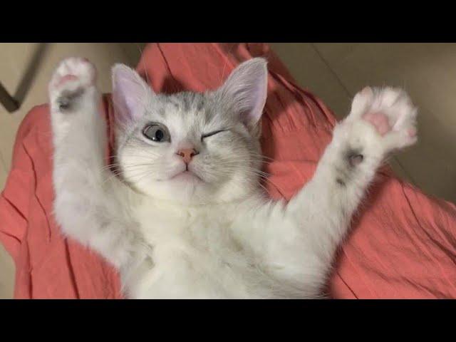  Funniest Cats and Dogs Videos  ||  Hilarious Animal Compilation №580