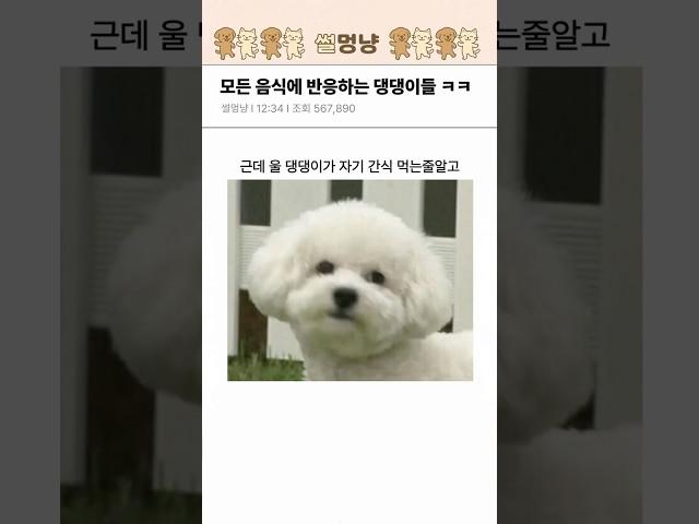 모든 음식에 반응하는 귀여운 댕댕이들 ㅋㅋㅋㅋ