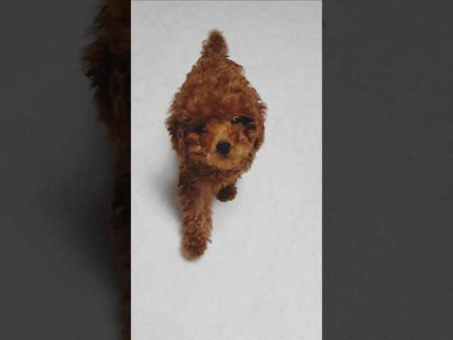 그리운 어린시절 #강아지 #댕댕이 #puppy #토이푸들 #미니어처푸들