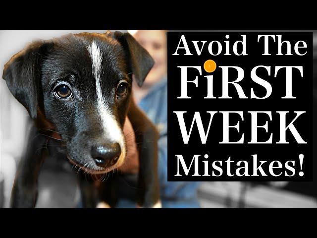 Avoid THESE Puppy Training First Week MISTAKES!