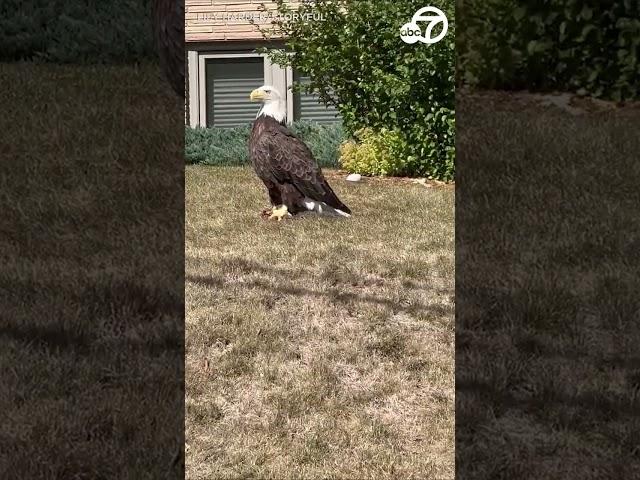 Majestic bald eagle spotted in Minnesota neighborhood