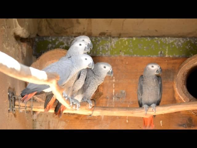 A Grey Future  Captive Breeding of African Grey Parrots of South Africa