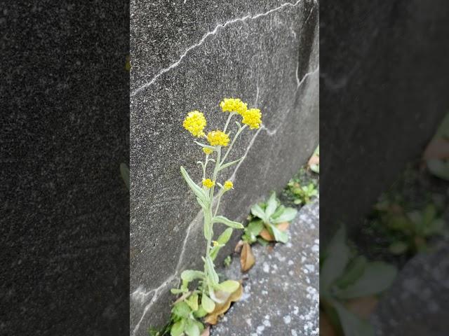 ハハコグサ。