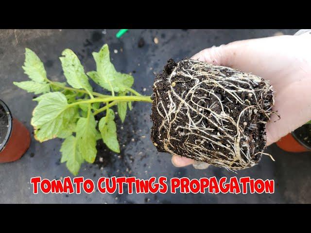 Cloning Tomato Plants | Tomato cuttings propagation | How to get Free Tomato Plants
