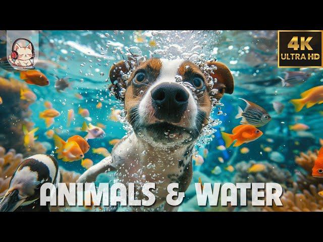 CUTE ANIMALS Playing in Water 4K(60FPS) |  Relax with JAZZ MUSIC - STREAM FOREST Sound