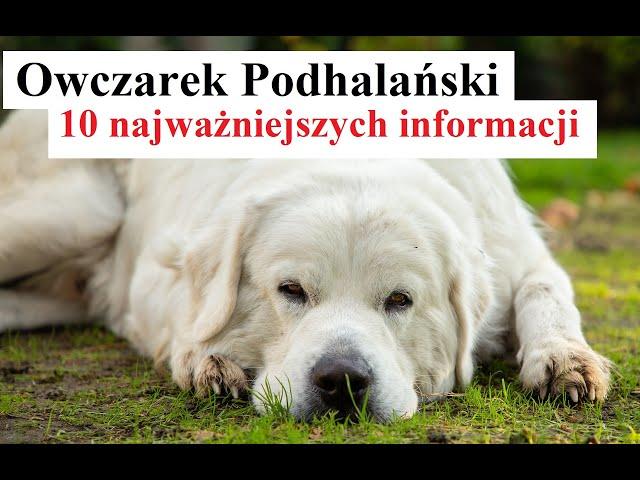 Owczarek Podhalański - 10 Najważniejszych Informacji