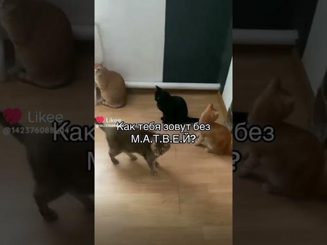 тот самый матвей
