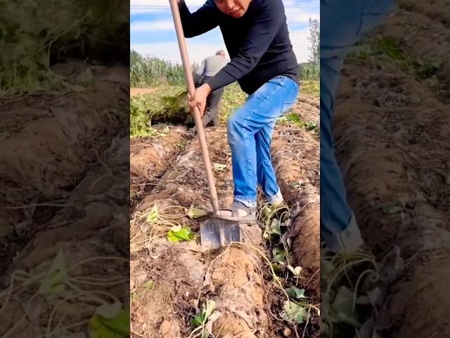 Tuber harvesting  #agriculture
