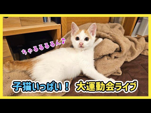 【にこりら】お膝猫だよ！全員集合～