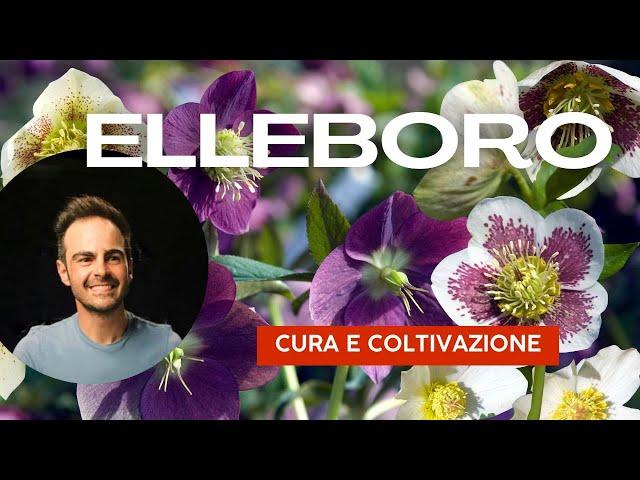  Scopri il segreto per un giardino fiorito anche in inverno!   Elleboro cura e coltivazione.