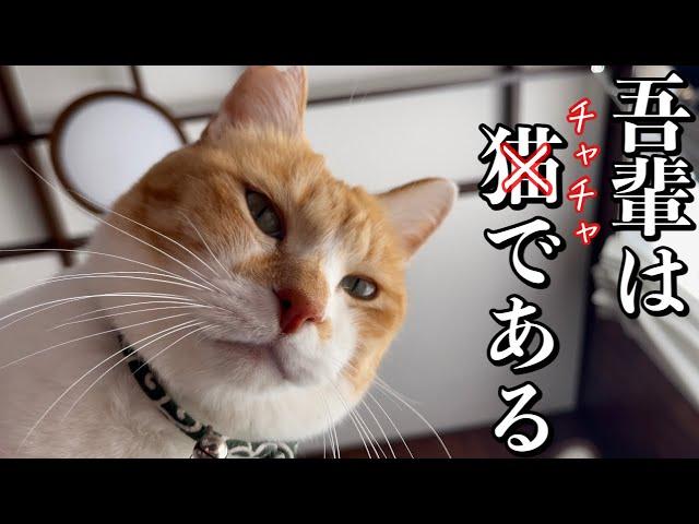 犬のような猫｜Cat Like a Dog