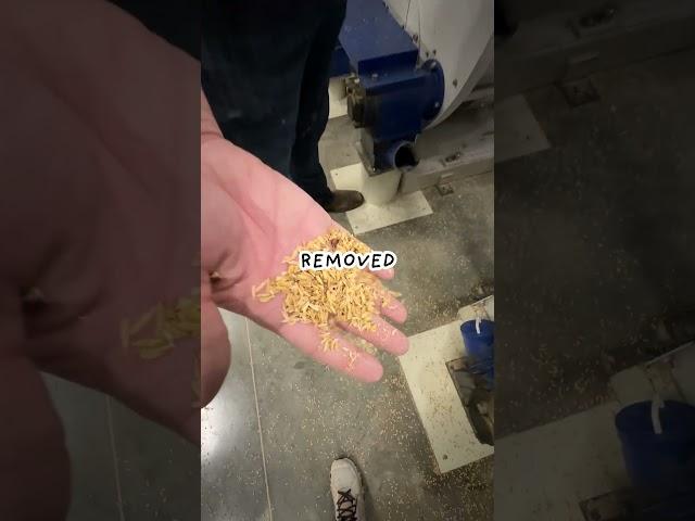 HOW FIELD RICE IS PREPPED FOR PACKAGING! #rice #farming #howitsmade #behindthescenes