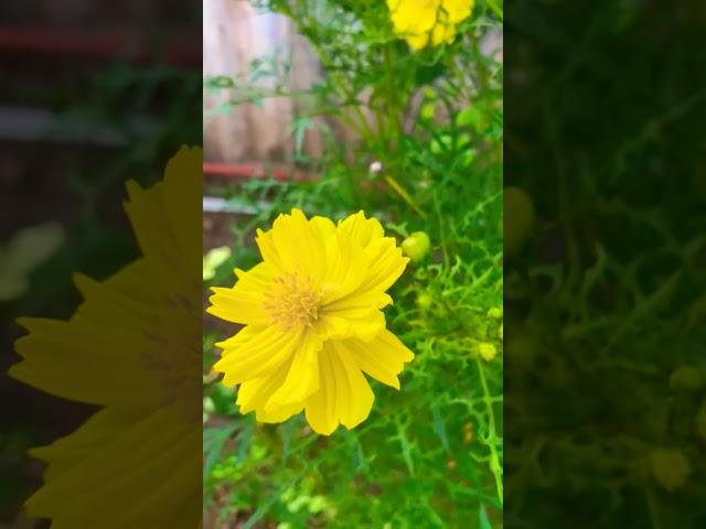 Yellow flower 