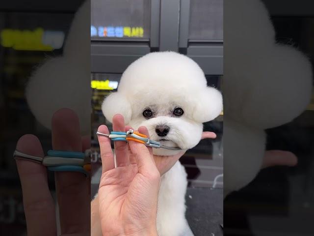 이론상(?)쉬워보이는 애견미용 #cutedog #bichonfrise