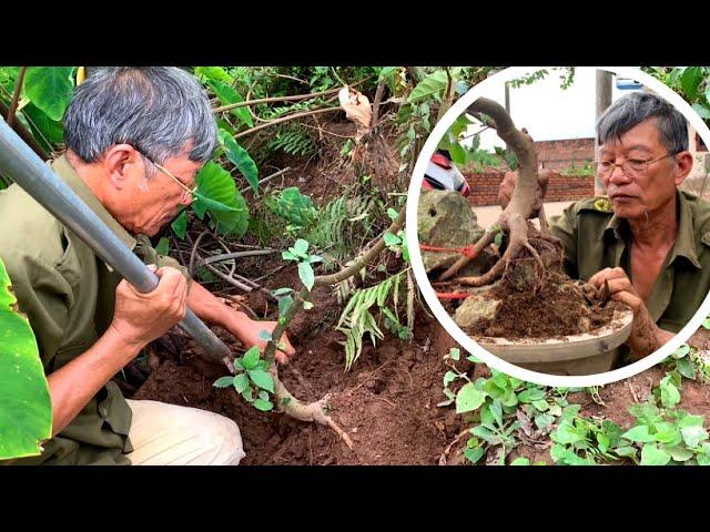 Bứng Cây Sung Mọc Hoang Mini Về Ký Đá Chơi Bonsai