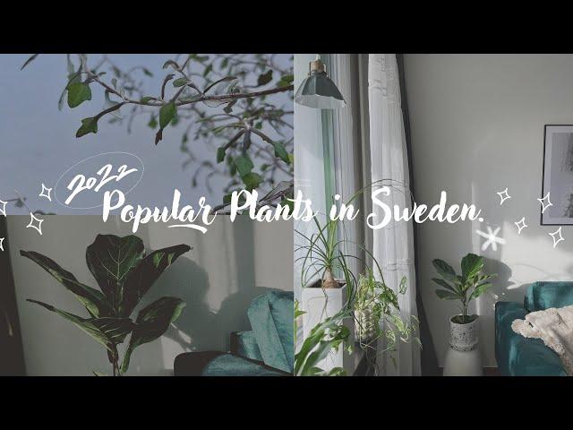 北歐網美都有的植物｜北歐風綠植｜2022瑞典觀葉植物｜Nordic-style plants.｜Popular houseplants in Scandinavia.｜Eng Sub