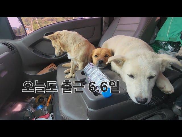 오늘도 3둥이출근합니다.