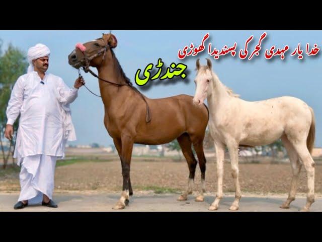 Most Favourite Mare of Khudayar Mehdi Gujjar