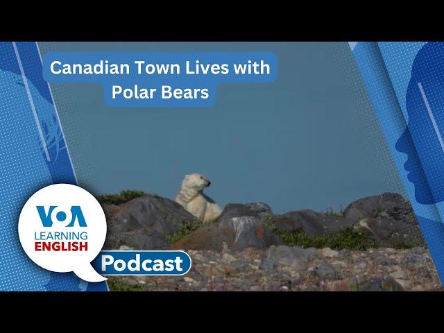 Polar bears in town, Walking benefits, Thanksgiving grammar, Hopes & Wishes