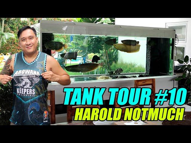 Tank Tour #10 - Harold Notmuch | 600Gallons Arowana Community Tank