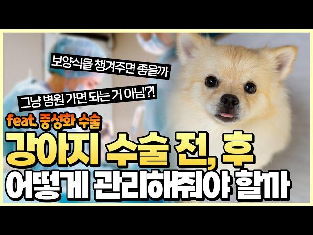 강아지 중성화 수술전 준비사항과 수술후 관리요령