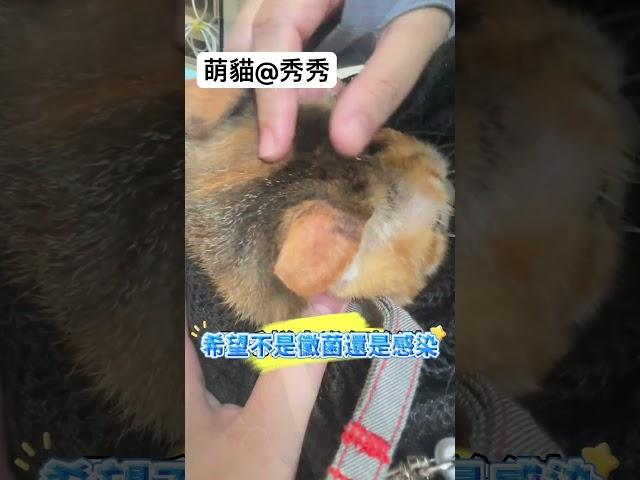 萌貓@秀秀 耳朵出現不明紅腫，去醫院檢查一下#funnyvideos #貓 #foryou #cat #萌寵  #cutepets #cutecatsoftiktok#dailydaily