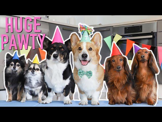 7th BIRTHDAY PAWTY! - Topi the Corgi