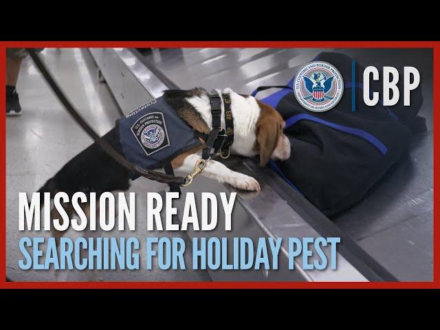 Preventing Unwanted Plants & Pests During Holiday Travel | CBP Mission Ready