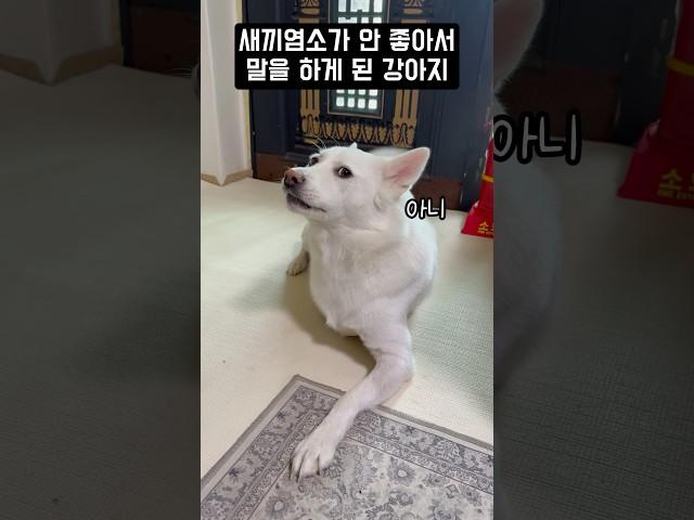새끼염소가 안 좋아서 말을 하게 된 강아지 #shorts