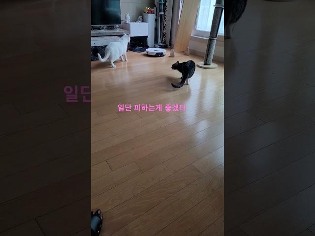 로보락과 신경전/로봇청소기/뚱설