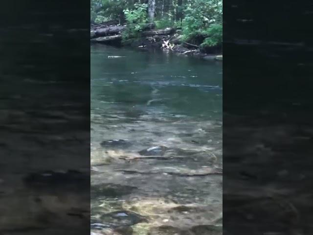 Все смотрим на поплавок #шорст #друзья #nature #отдых #бурятия #fishing #ловимхариуса