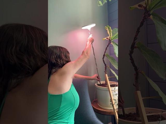 My favorite grow light for houseplants!
