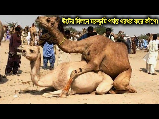 উট সম্পর্কে অদ্ভুত ও বিস্ময়কর তথ্য। Incredible Facts About Camel.