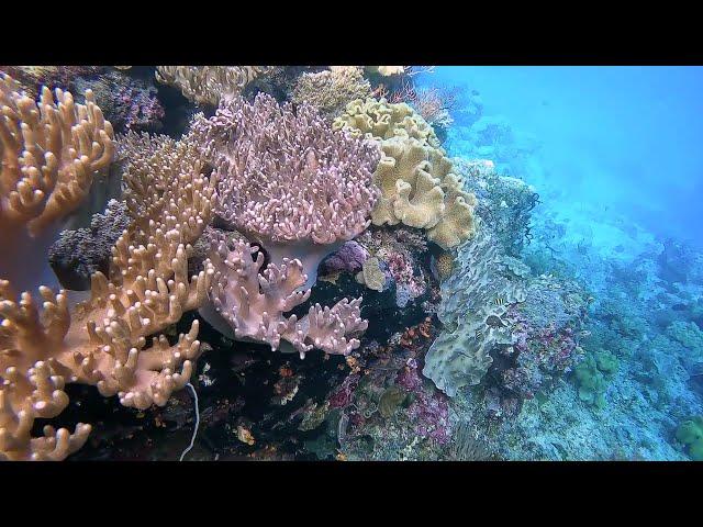 Snorkelling off Salawati, Raja Ampat, Indonesia: A Slow Television View of Life Underwater