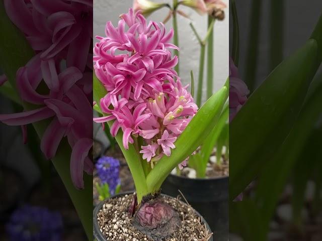 HERMOSA FLORACIÓN DE JACINTO COLOR ROSA (Hyacinthus) 🪻 #plantas  #hyacinthus #floracion #flores